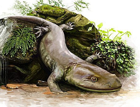 Ученые нашли скелет самой древней саламандры