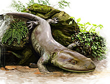 Ученые нашли скелет самой древней саламандры