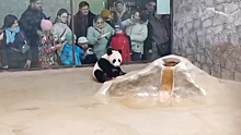 «Абсолютно свободно»: Московский зоопарк показал общающуюся с гостями Катюшу