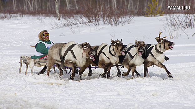 Гастрономическое шоу и гонки на оленьих упряжках ждут жителей Шурышкарского района на Дне оленевода
