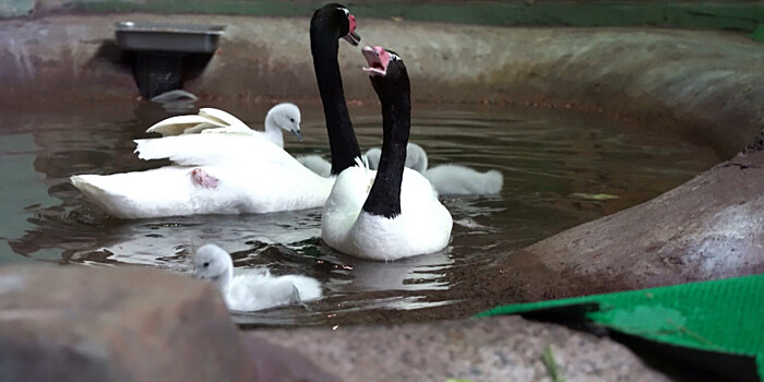 В Московском зоопарке родились птенцы черношейного лебедя