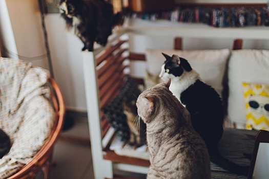 На Урале суд не дал выселить два десятка животных, из-за которых пропах подъезд