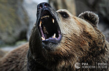 Войтек: медведь, который сражался с гитлеровскими нацистами (The Independent, Великобритания)