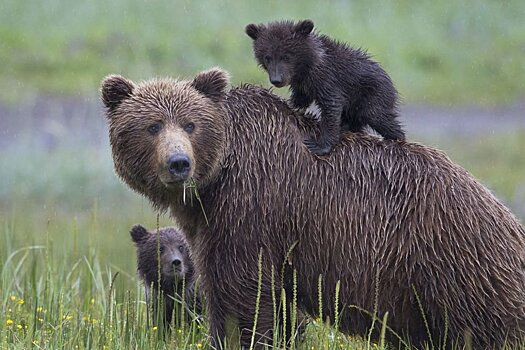 Власти США снова разрешили спортивную охоту на медвежат на Аляске