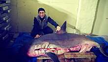 Нашествие акул зафиксировали на севере Хабаровского края