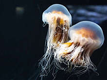 Врач Черныш: при ожоге от медузы нужно приложить холод и пить больше воды