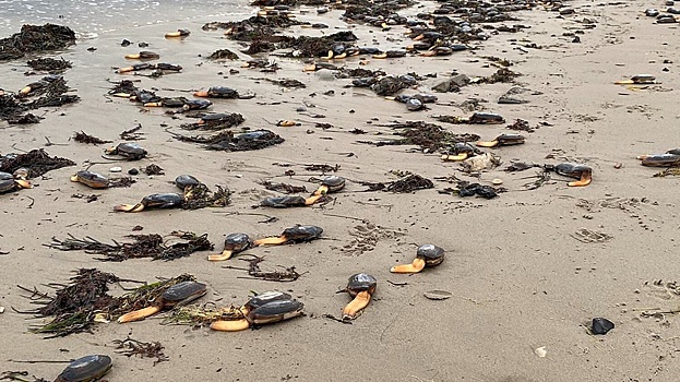 Пляж в Англии захватили «странные существа» с одной ногой