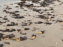 Пляж в Англии захватили «странные существа» с одной ногой