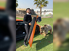 Медведь оторвал дверь у Lamborghini арабского шейха