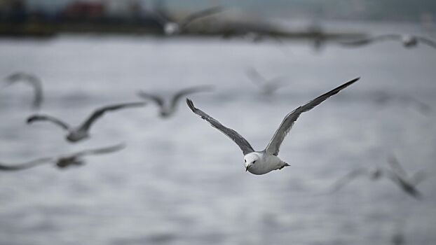 Туристка подала в суд на курорт за нападение чаек