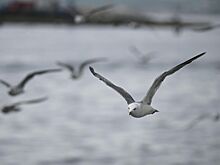 Туристка подала в суд на курорт за нападение чаек