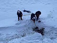 Моряки атомного ледокола «Якутия» спасли зажатую во льдах лосиху