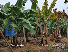 Почвенная прививка побеждает опасную болезнь банановых растений