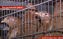 В Пестречинском районе Татарстана расширяется куриная ферма — видео
