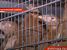 В Пестречинском районе Татарстана расширяется куриная ферма — видео