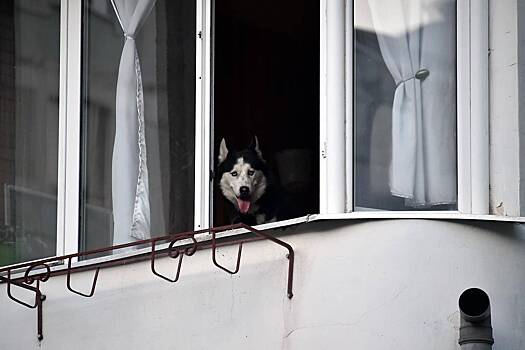 Названы способы решения проблемы с шумной собакой соседей