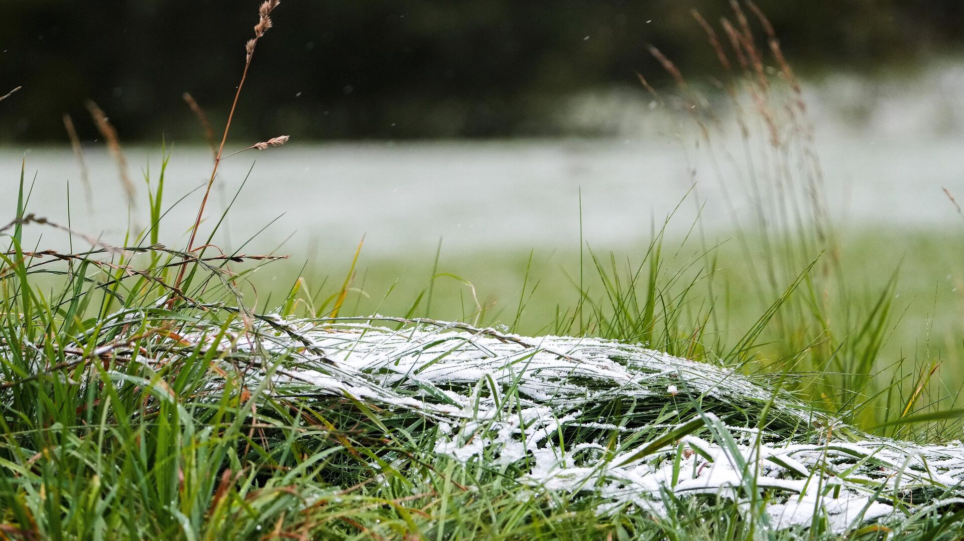 весенние заморозки в костроме. заморозки. адвективные заморозки. заморозки. весенние заморозки.
