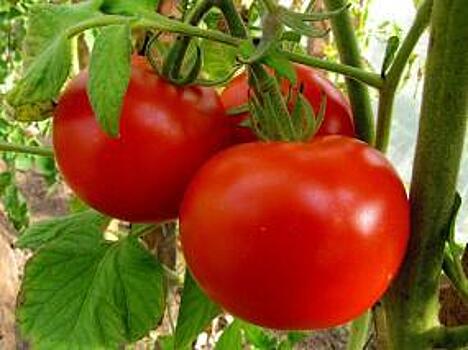 Ткачев: мы помидорный рынок открывать не собираемся