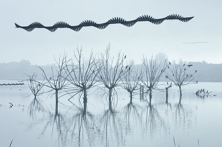 Западные болотные луни, напоминающие летающую змею, скользят над деревьями, где сидят большие бакланы. 