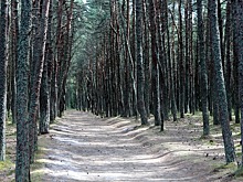 Стало известно о точных характеристиках будущей велодорожки на Куршской косе