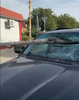 В Шахтах ветка пробила лобовое стекло движущегося автомобиля