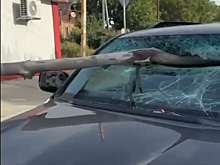 В Шахтах ветка пробила лобовое стекло движущегося автомобиля