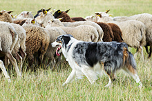 Породы пастушьих собак