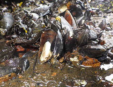 Заразный рак из Тихого океана поразил мидий у побережья Мурманска