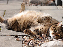 Госдума обсудит обращение с животными 21 июня