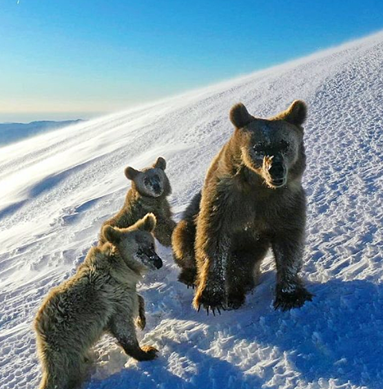 Медведи на Красной поляне.