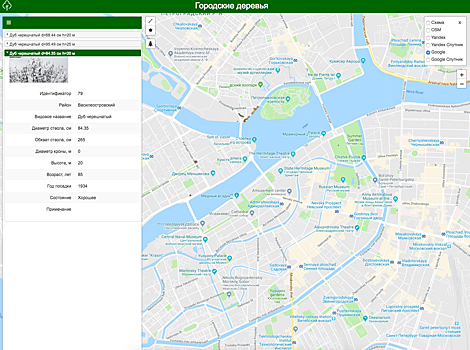 Активисты сделали интерактивную карту деревьев Петербурга