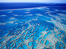 Половина коралловых рифов стала жертвой глобального потепления