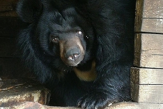 Одноглазую медведицу из зоопарка «Мишутка» приютят в «Лимпопо»