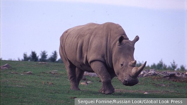 День осеннего равноденствия и Международный день носорога отмечают 22 сентября