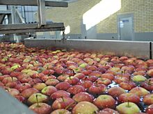 В Ростовской области урожай фруктов и ягод вырос на 30% в 2022 году