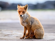 На Алтае распространяется вирус бешенства животных