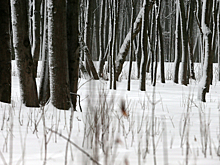 Шестилетний мальчик выжил после ночи в московском лесу