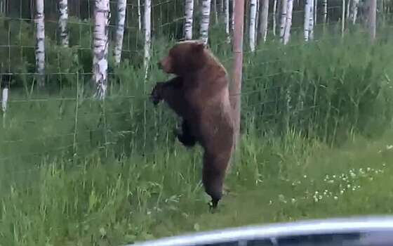 ДПС обеспечила эксклюзивный «эскорт» с мигалками косолапому на трассе