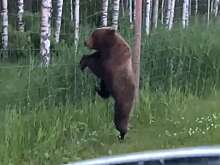 ДПС обеспечила эксклюзивный «эскорт» с мигалками косолапому на трассе