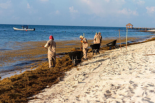 Курорты Карибского бассейна заполонили зловонные водоросли