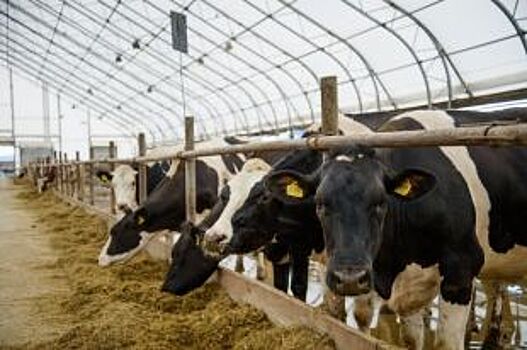 Молочная ферма в Курской области увеличила надои молока до 8 824 тонн