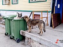 В Челябинске станут отлавливать больше собак