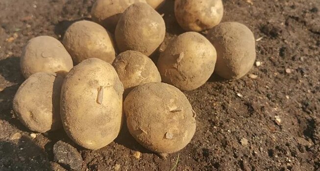 Меры профилактики появления проволочника в огороде