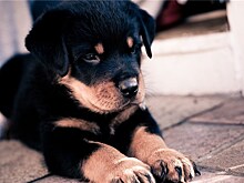 Опубликован трейлер приключенческого фильма "Выставка собак"