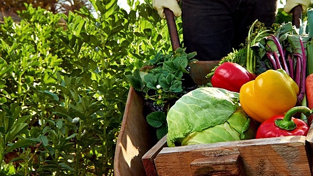 Сырье для ресторанов: покупать или выращивать