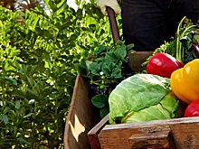 Сырье для ресторанов: покупать или выращивать