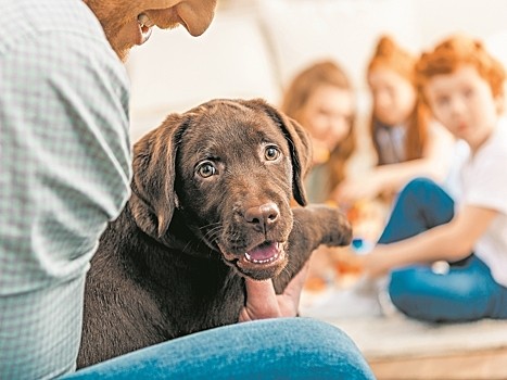 Секреты доктора Хатико. Как и от каких болезней лечат домашние животные