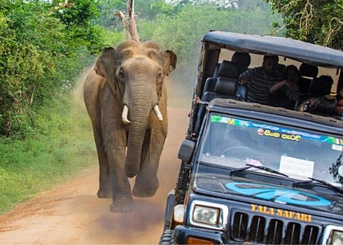На джип с туристами набросился разъярённый слон