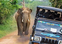 На джип с туристами набросился разъярённый слон