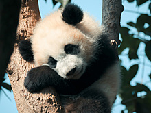 Панда с возвратом: как Китай управляет самыми милыми животными планеты